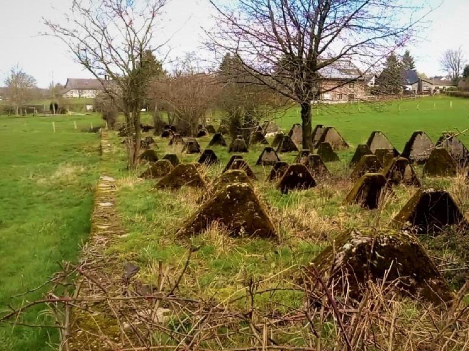 The biodiversity of dragons' teeth